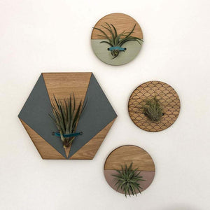 Blush Round Wall Hanging Planter for Air Plants Display