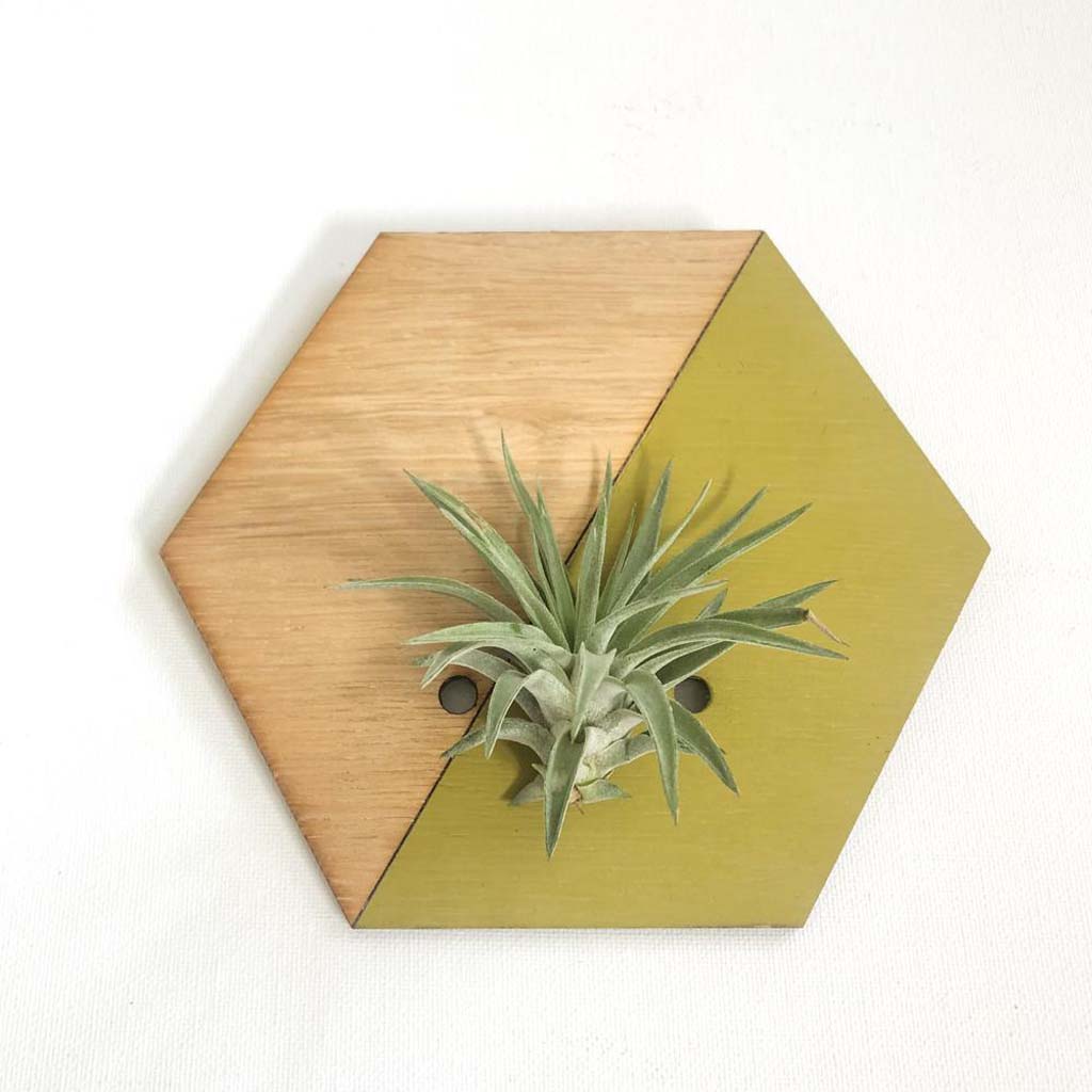 Chartreuse Hexagon Wall Hanging Planter for Air Plants Display