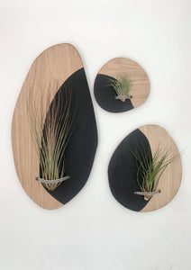 Set of 3 wall hanging planters for air plants