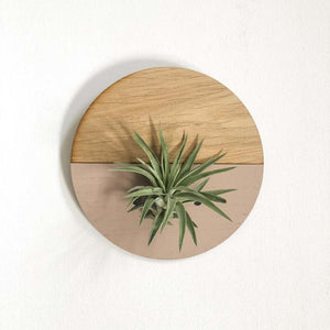 Blush Round Wall Hanging Planter for Air Plants Display