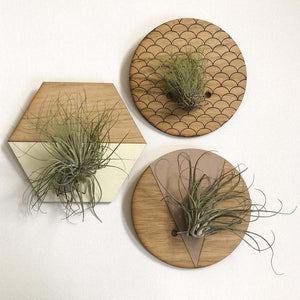 Cream Hexagon Wall Hanging Planter for Air Plants Display