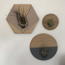 Load image into Gallery viewer, Blush V Hexagon Wall Hanging Planter for Air Plants Display
