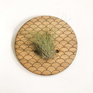 Small Round Engraved Wall Hanging Planter for Air Plants