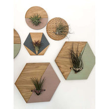 Load image into Gallery viewer, Sage Hexagon Wall Hanging Planter for Air Plants Display

