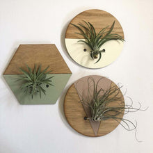 Load image into Gallery viewer, Cream Round Wall Hanging Planter for Air Plants Display

