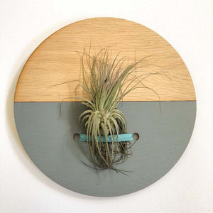 Grey Round Wall Hanging Planter for Air Plants Display