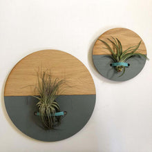 Load image into Gallery viewer, Grey Round Wall Hanging Planter for Air Plants Display
