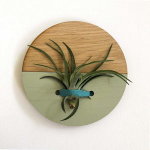 Sage Round Wall Hanging Planter for Air Plants Display
