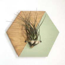 Load image into Gallery viewer, Sage Hexagon Wall Hanging Planter for Air Plants Display
