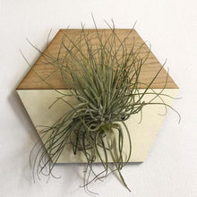 Load image into Gallery viewer, Cream Hexagon Wall Hanging Planter for Air Plants Display

