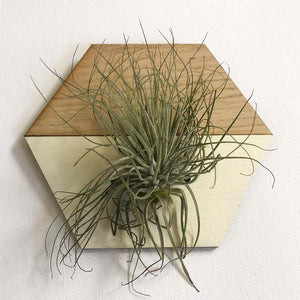 Cream Hexagon Wall Hanging Planter for Air Plants Display