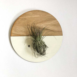 Cream Round Wall Hanging Planter for Air Plants Display