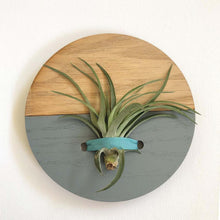 Load image into Gallery viewer, Grey Round Wall Hanging Planter for Air Plants Display
