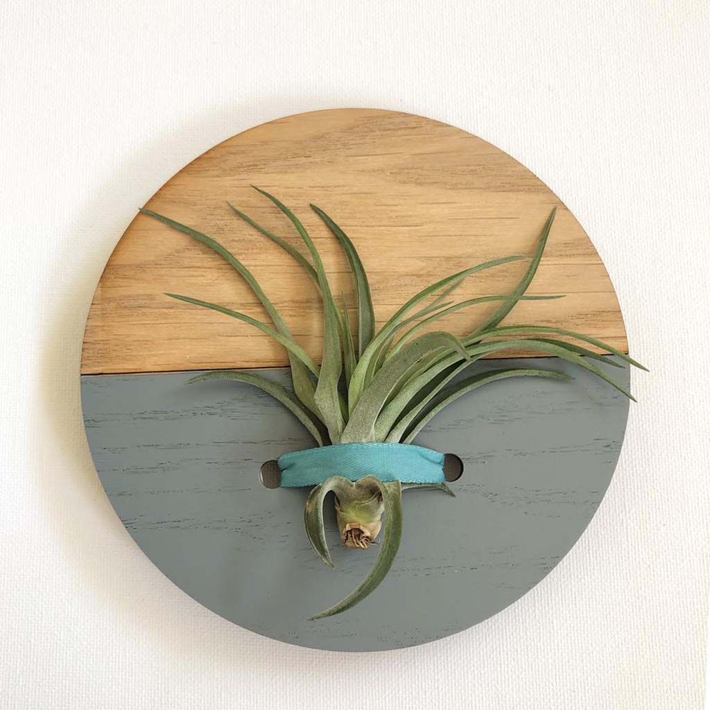 Grey Round Wall Hanging Planter for Air Plants Display