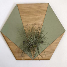 Load image into Gallery viewer, Sage V Hexagon Wall Hanging Planter for Air Plants Display
